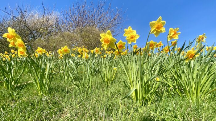 Blumenwiese